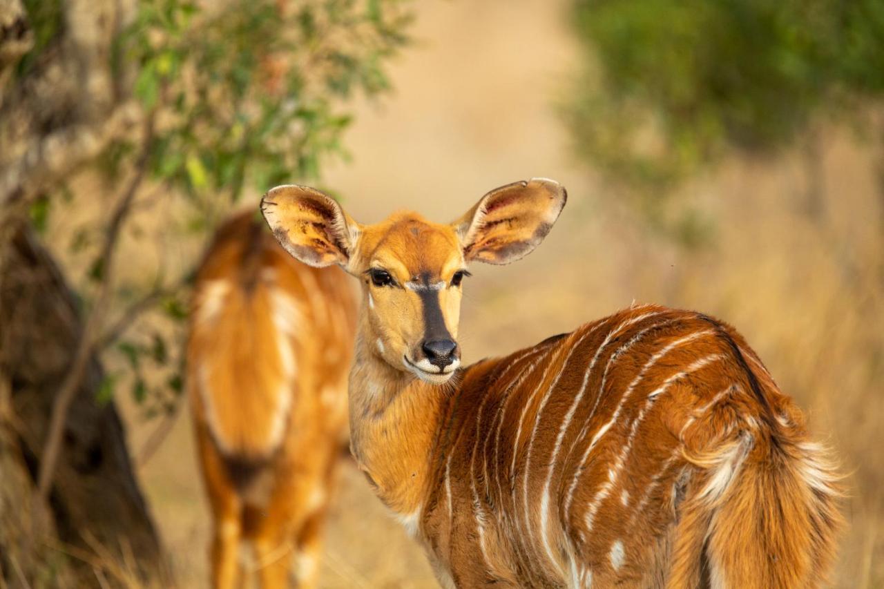 Karee & Wild Olive Guest Lodge Hekpoort Esterno foto